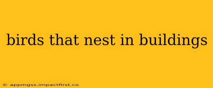 birds that nest in buildings
