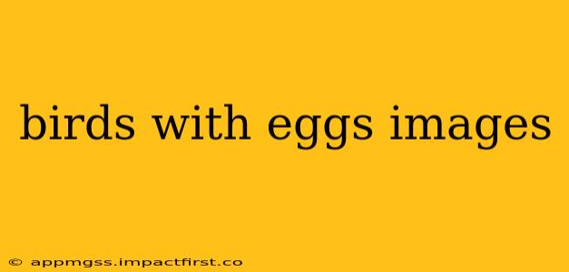 birds with eggs images