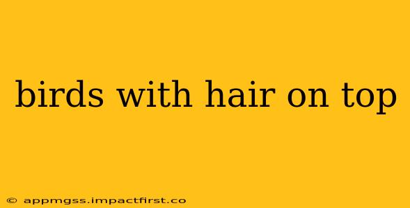 birds with hair on top