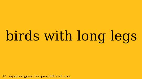 birds with long legs