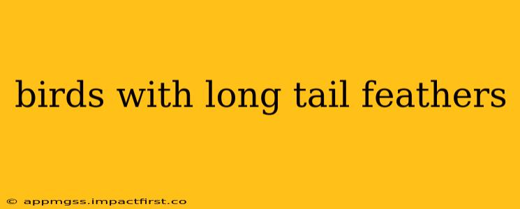 birds with long tail feathers