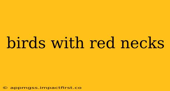 birds with red necks