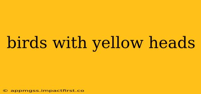 birds with yellow heads