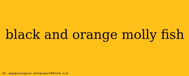 black and orange molly fish