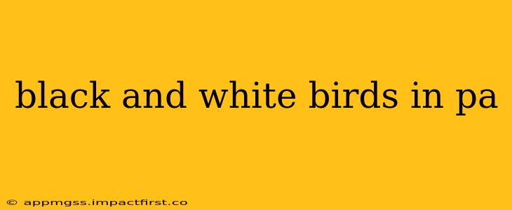 black and white birds in pa