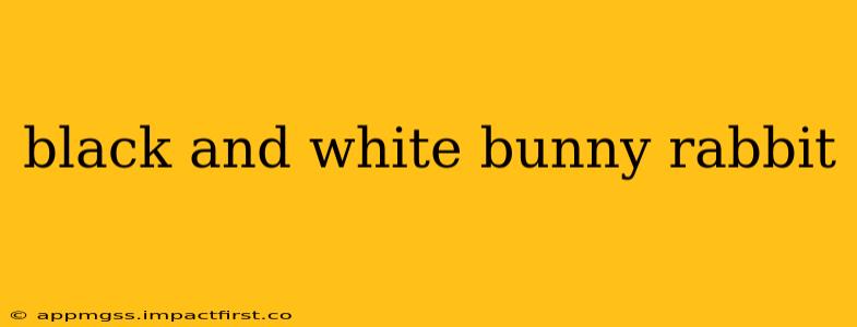 black and white bunny rabbit