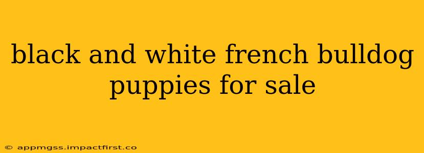 black and white french bulldog puppies for sale