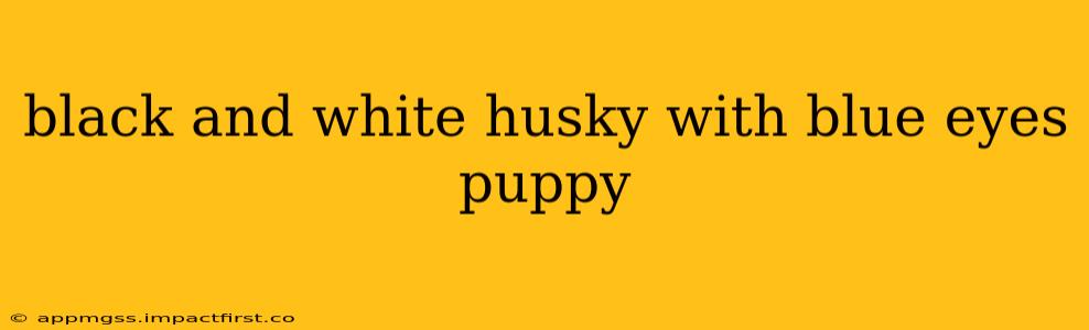 black and white husky with blue eyes puppy