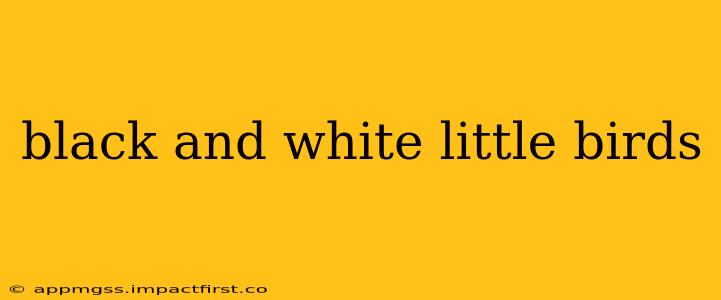 black and white little birds