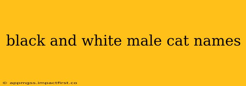 black and white male cat names