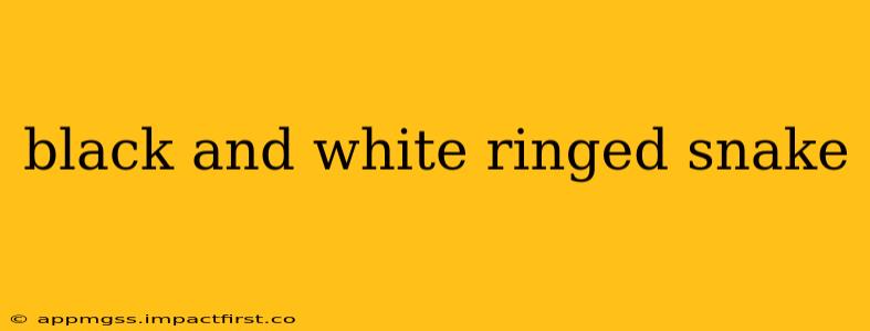black and white ringed snake