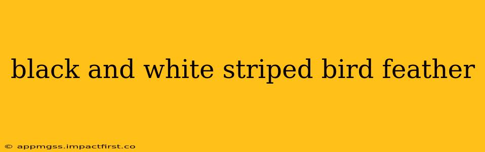 black and white striped bird feather