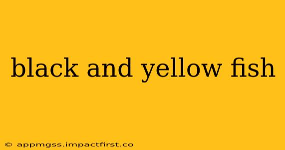 black and yellow fish