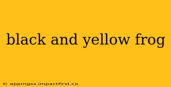 black and yellow frog