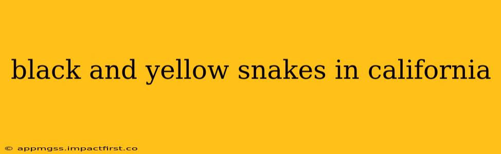 black and yellow snakes in california