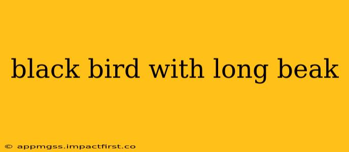 black bird with long beak
