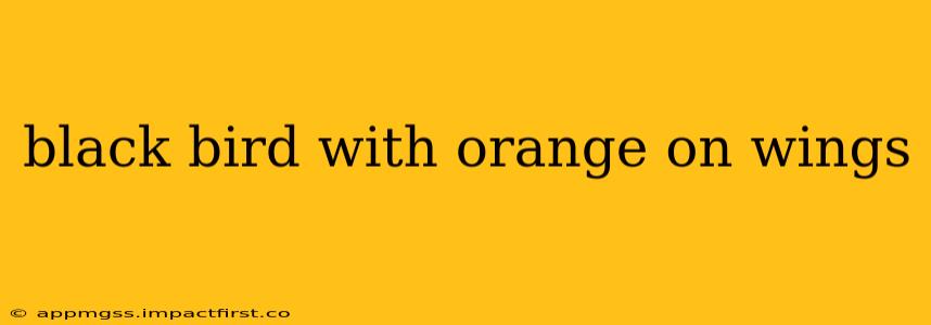 black bird with orange on wings