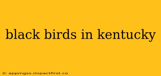 black birds in kentucky