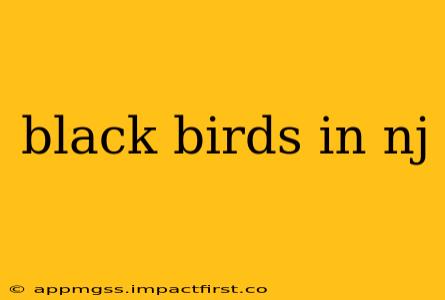 black birds in nj