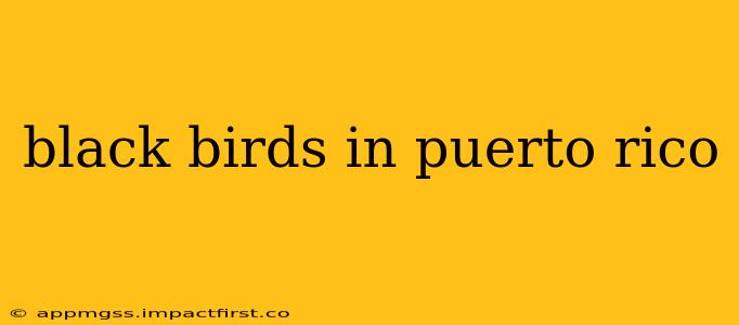 black birds in puerto rico