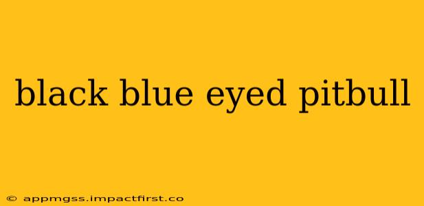 black blue eyed pitbull