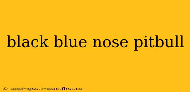black blue nose pitbull