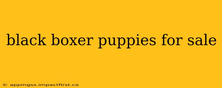 black boxer puppies for sale