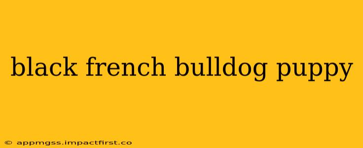 black french bulldog puppy