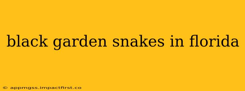 black garden snakes in florida