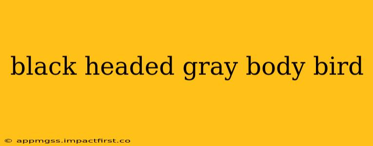 black headed gray body bird