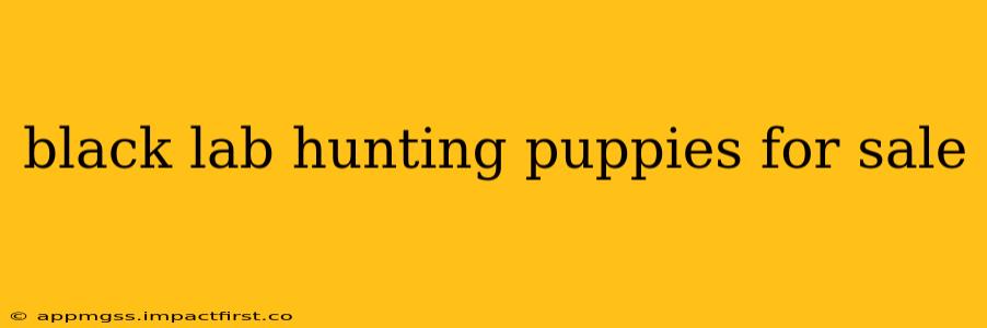 black lab hunting puppies for sale
