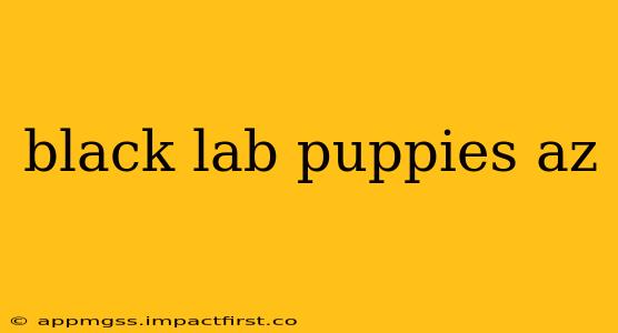 black lab puppies az