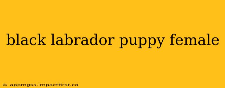 black labrador puppy female