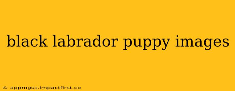 black labrador puppy images