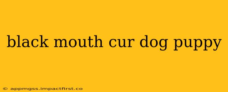 black mouth cur dog puppy
