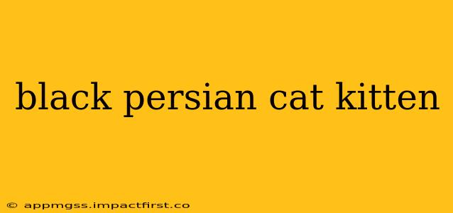 black persian cat kitten