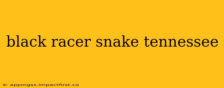 black racer snake tennessee