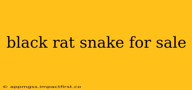 black rat snake for sale