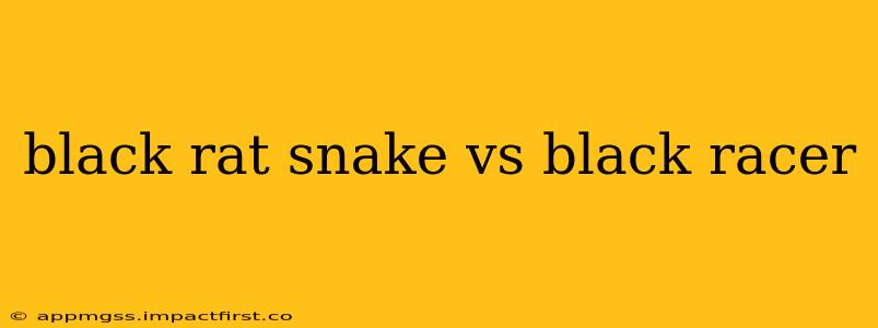 black rat snake vs black racer