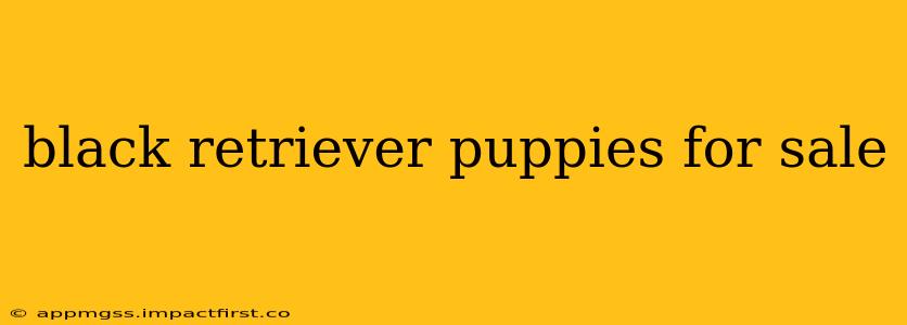 black retriever puppies for sale