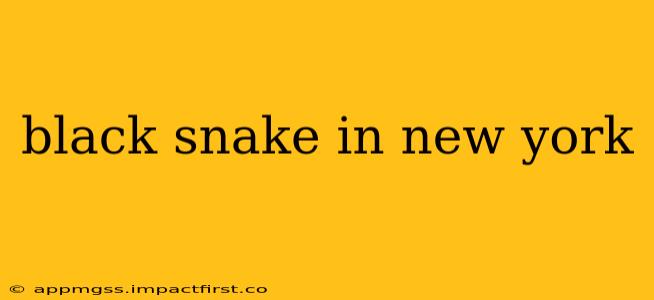 black snake in new york