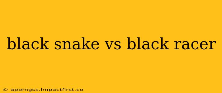 black snake vs black racer