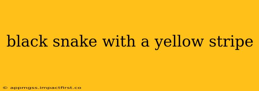 black snake with a yellow stripe