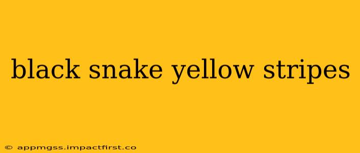 black snake yellow stripes