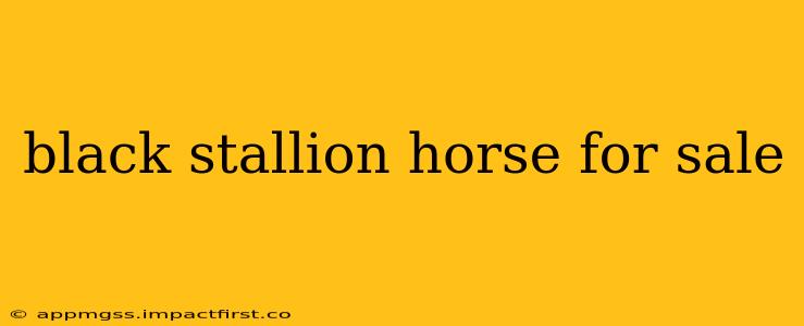 black stallion horse for sale