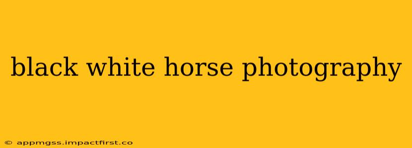 black white horse photography