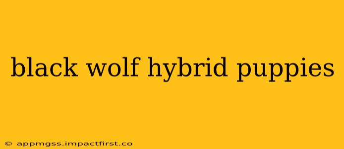black wolf hybrid puppies