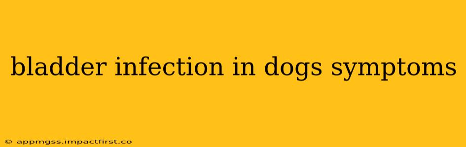 bladder infection in dogs symptoms