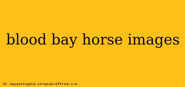 blood bay horse images