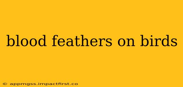blood feathers on birds